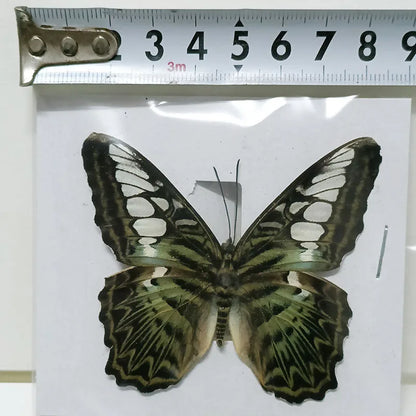 Real Butterfly Specimens Insect Photo Frame Production Home Decoration Wall for Living Room Collection Art 33 Styles Available